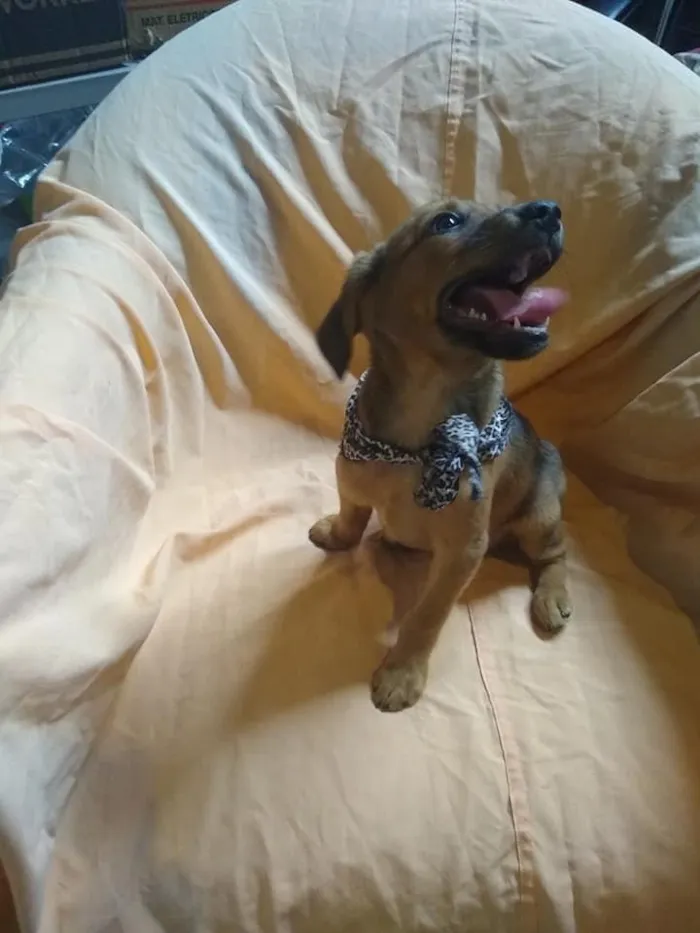 Cachorro ra a SRD-ViraLata idade 2 a 6 meses nome Aaron