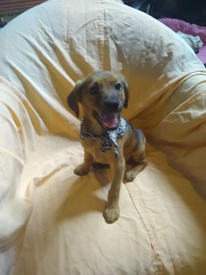 Cachorro ra a SRD-ViraLata idade 2 a 6 meses nome Aaron