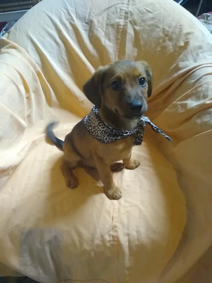 Cachorro ra a SRD-ViraLata idade 2 a 6 meses nome Aaron