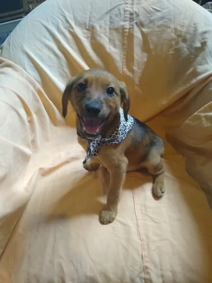Cachorro ra a SRD-ViraLata idade 2 a 6 meses nome Aaron