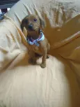 Ingo