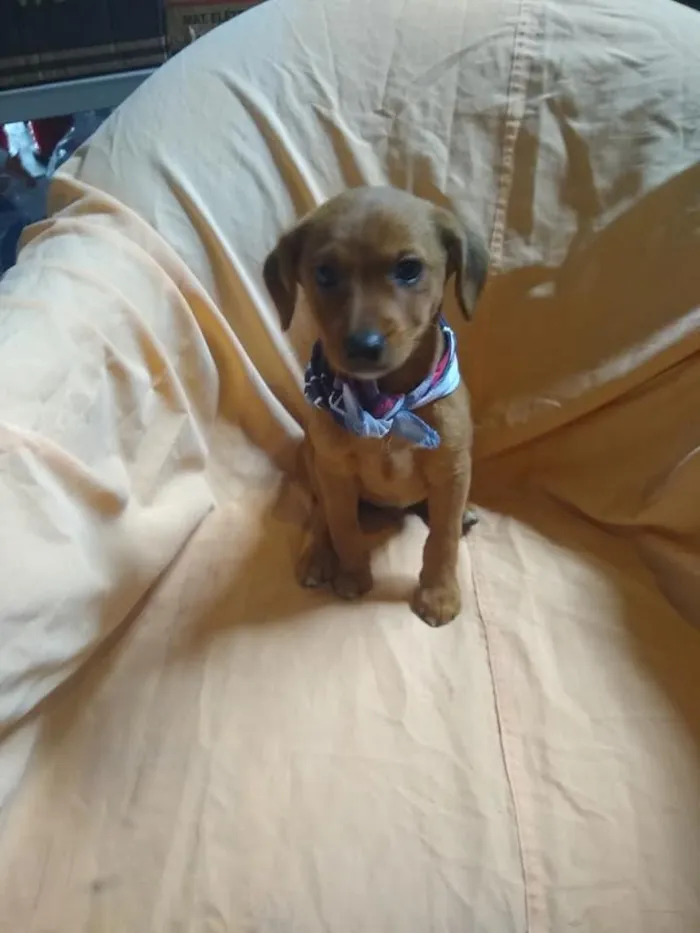 Cachorro ra a srd idade 2 a 6 meses nome Ingo