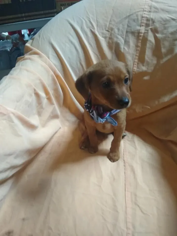 Cachorro ra a srd idade 2 a 6 meses nome Ingo