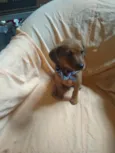 Ingo