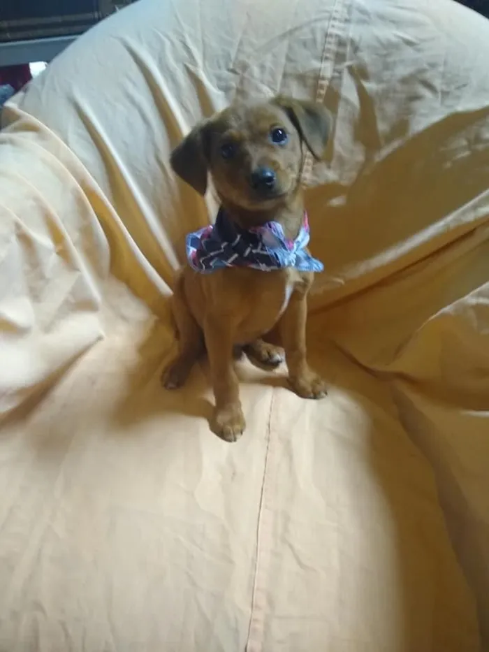 Cachorro ra a srd idade 2 a 6 meses nome Ingo