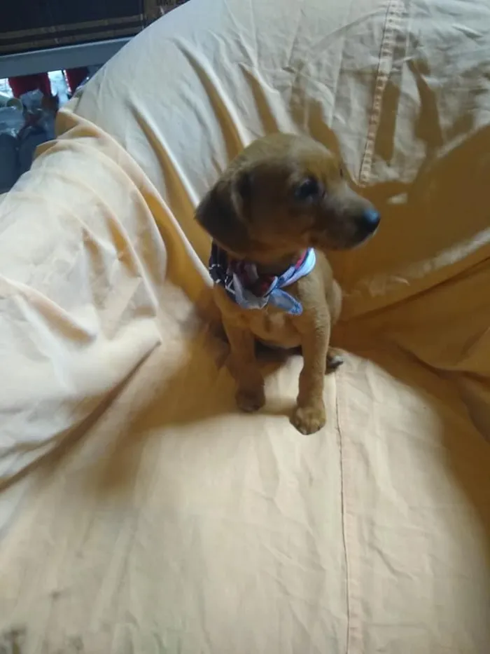 Cachorro ra a srd idade 2 a 6 meses nome Ingo