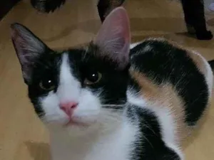Gato raça Srd idade 1 ano nome Uriel
