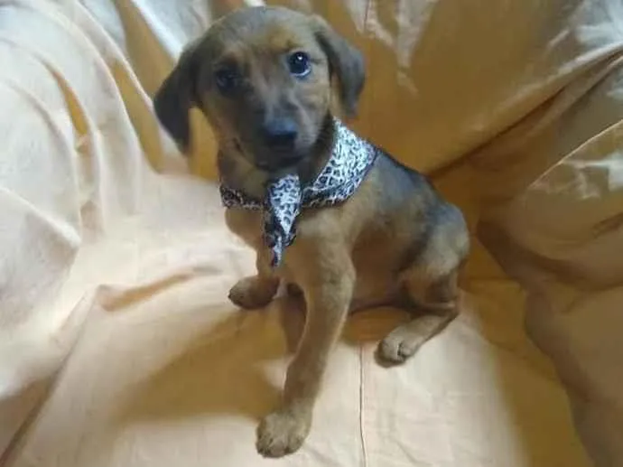 Cachorro ra a SRD-ViraLata idade 2 a 6 meses nome Aaron