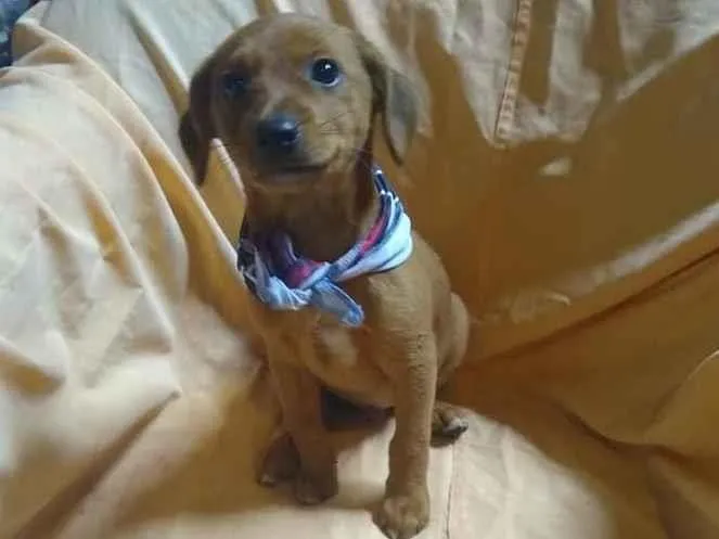 Cachorro ra a srd idade 2 a 6 meses nome Ingo
