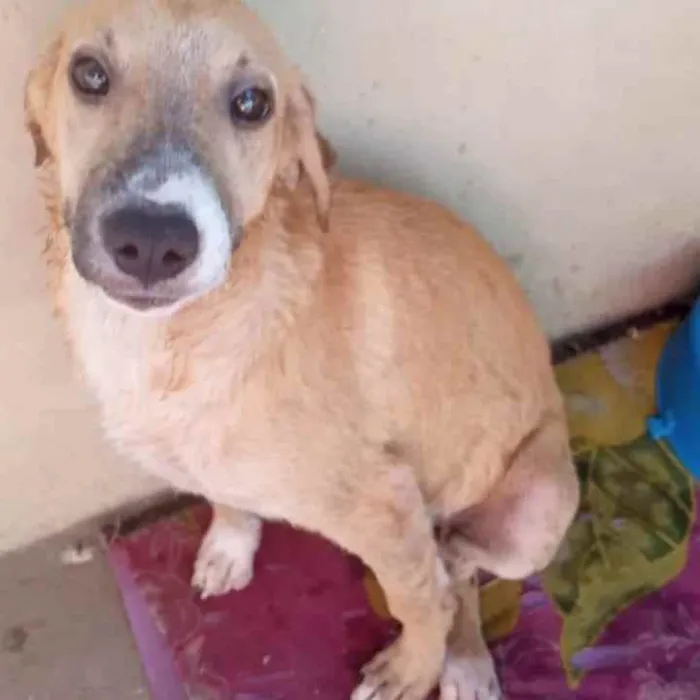 Cachorro raça SRD idade 2 a 6 meses nome Baby