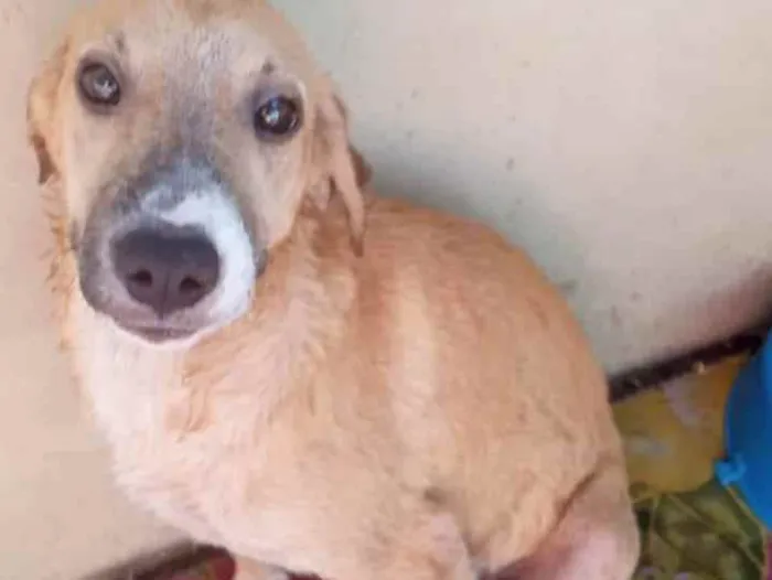 Cachorro raça SRD idade 2 a 6 meses nome Baby