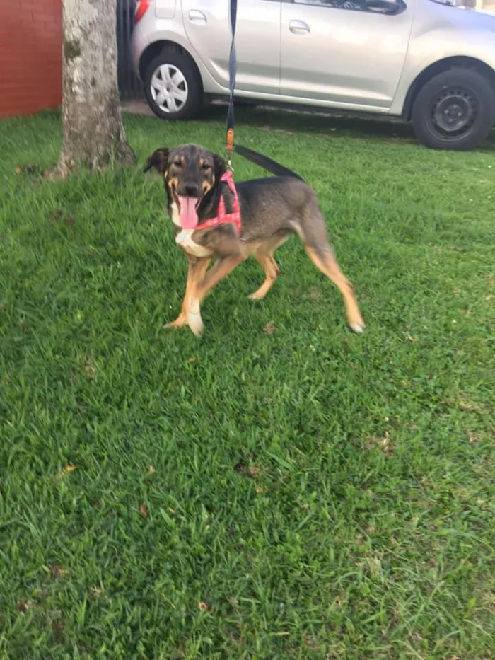 Cachorro ra a srd idade 1 ano nome Cuque