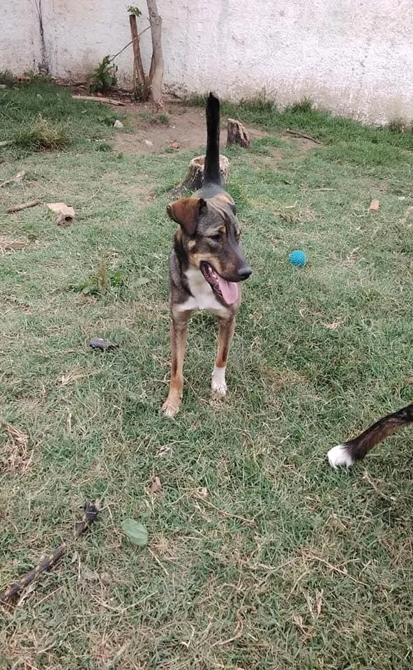 Cachorro ra a srd idade 1 ano nome Cuque