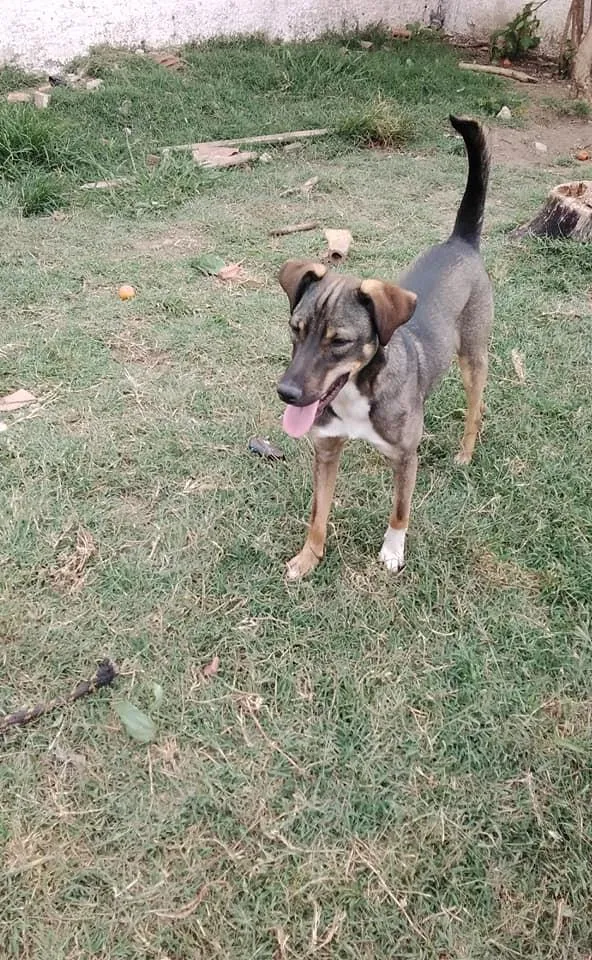 Cachorro ra a srd idade 1 ano nome Cuque
