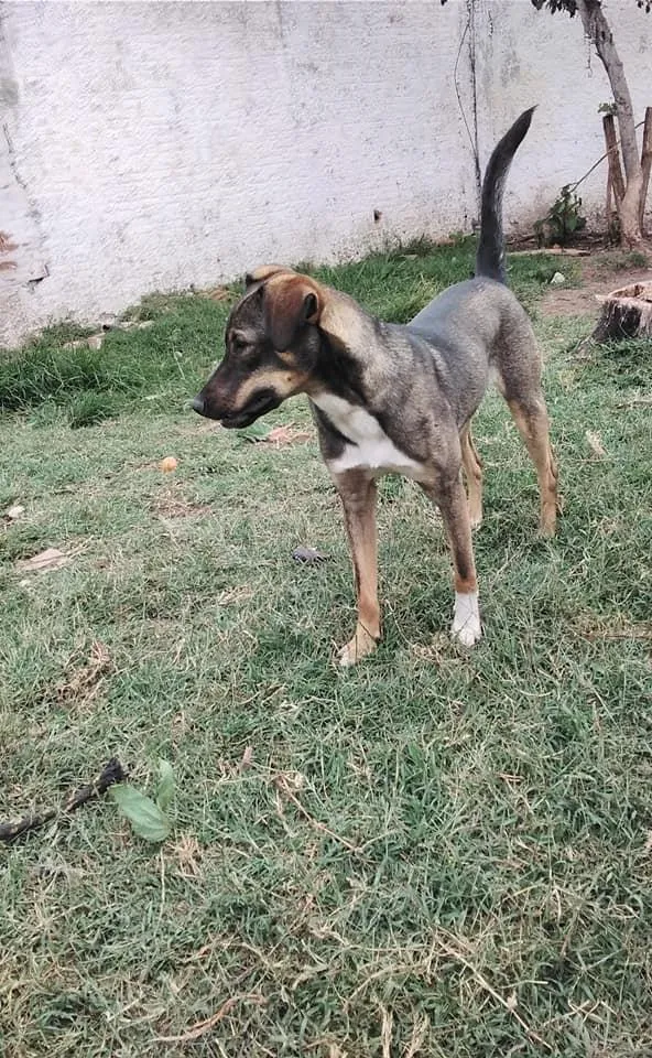 Cachorro ra a srd idade 1 ano nome Cuque