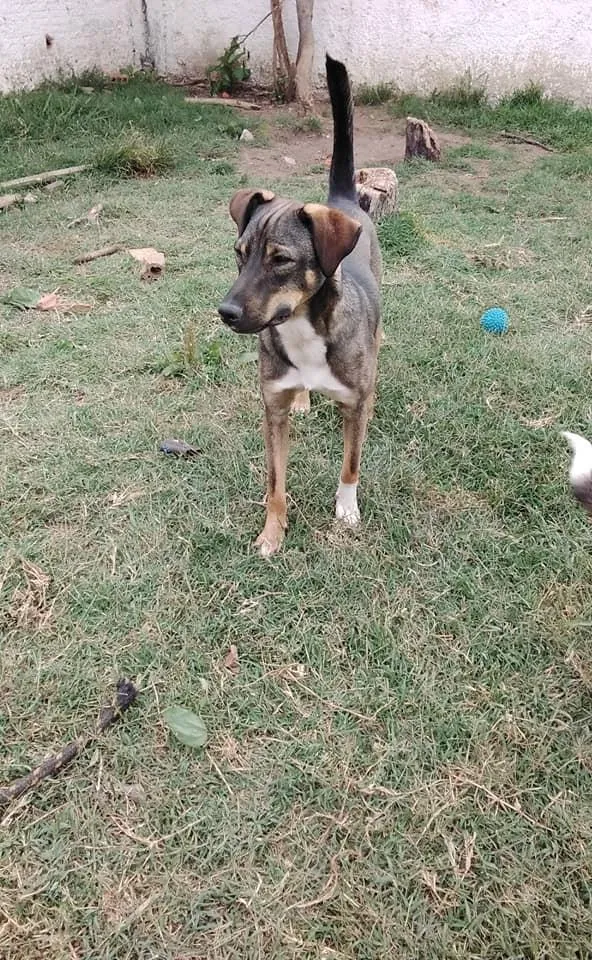 Cachorro ra a srd idade 1 ano nome Cuque