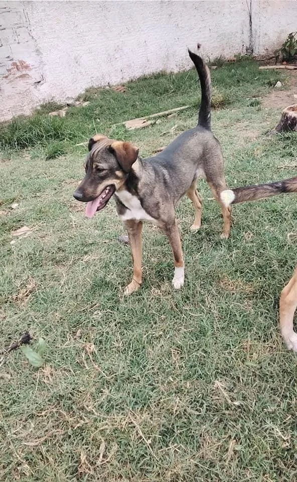 Cachorro ra a srd idade 1 ano nome Cuque