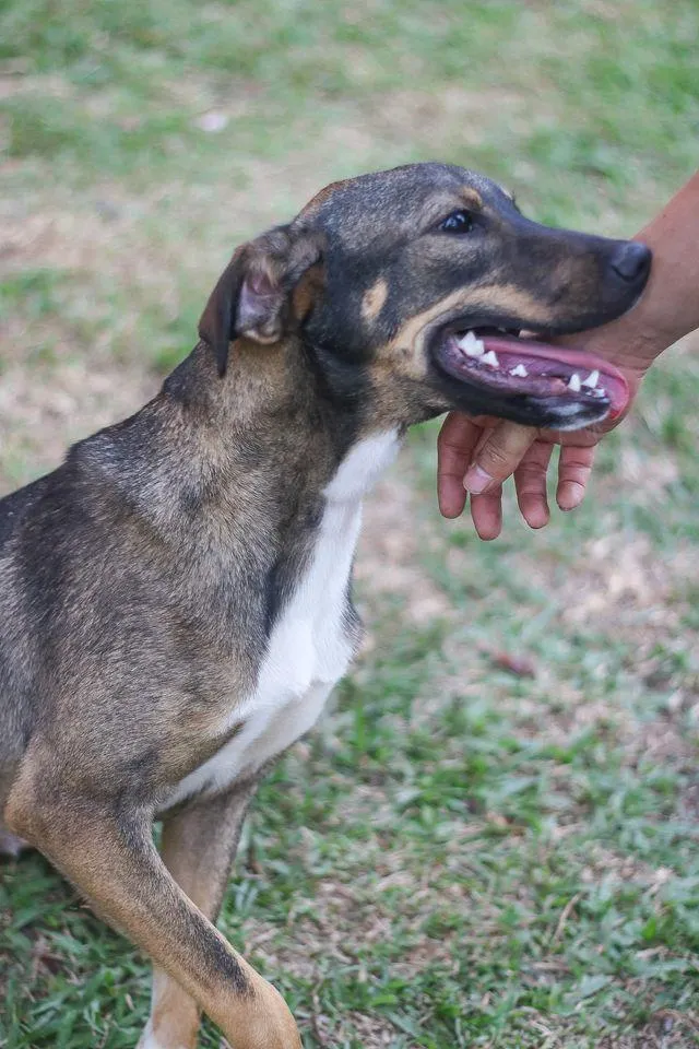 Cachorro ra a srd idade 1 ano nome Cuque