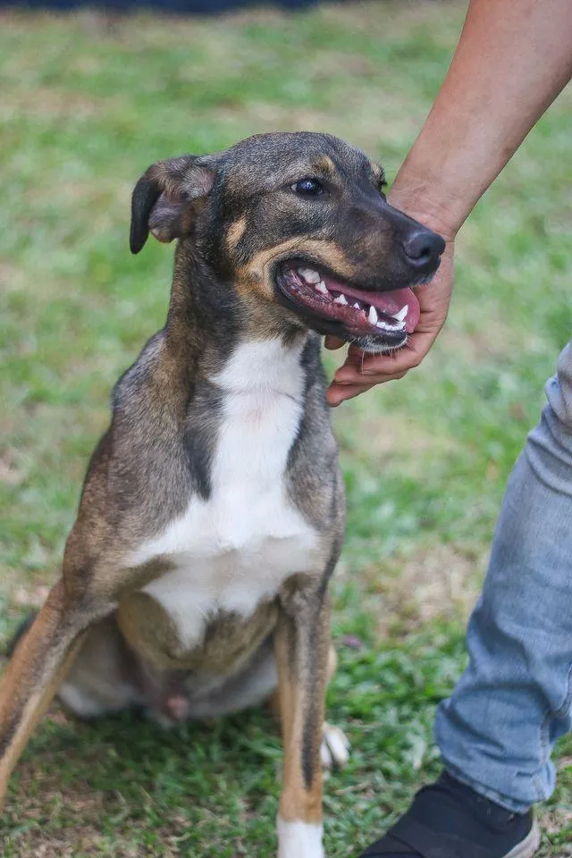 Cachorro ra a srd idade 1 ano nome Cuque