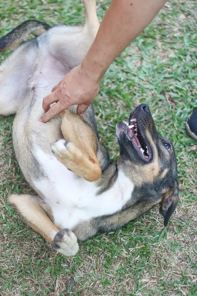 Cachorro ra a srd idade 1 ano nome Cuque