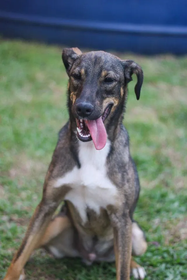 Cachorro ra a srd idade 1 ano nome Cuque