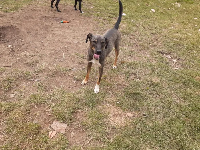 Cachorro ra a srd idade 1 ano nome Cuque