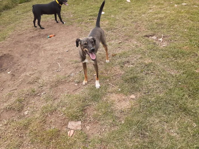 Cachorro ra a srd idade 1 ano nome Cuque