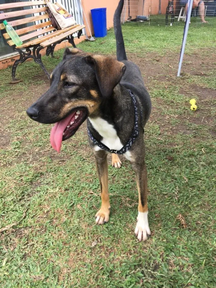 Cachorro ra a srd idade 1 ano nome Cuque