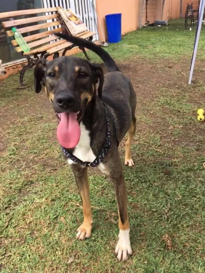 Cachorro ra a srd idade 1 ano nome Cuque