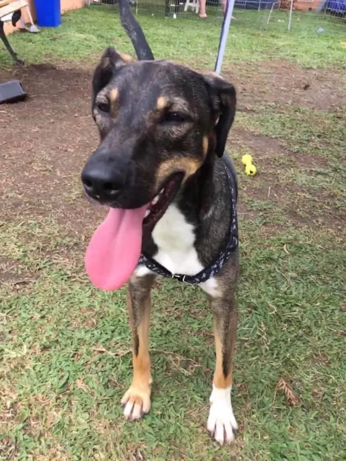 Cachorro ra a srd idade 1 ano nome Cuque