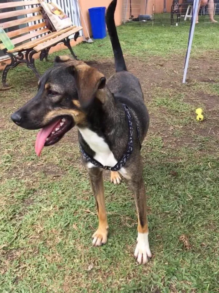 Cachorro ra a srd idade 1 ano nome Cuque