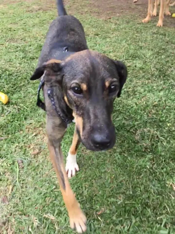 Cachorro ra a srd idade 1 ano nome Cuque