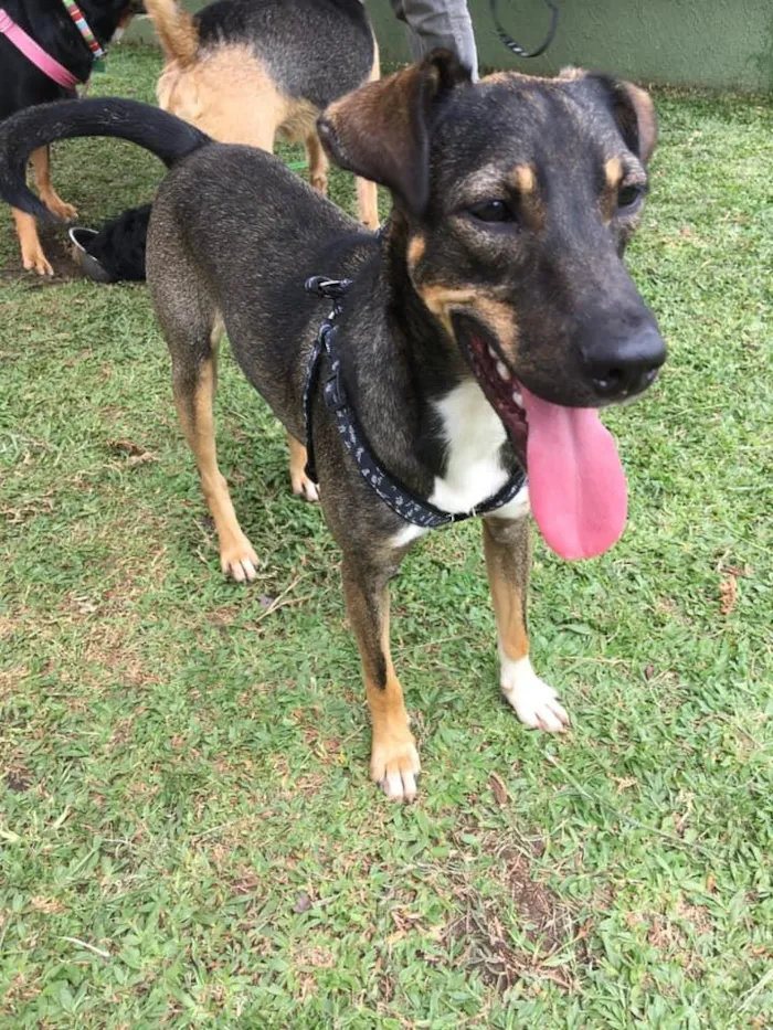 Cachorro ra a srd idade 1 ano nome Cuque