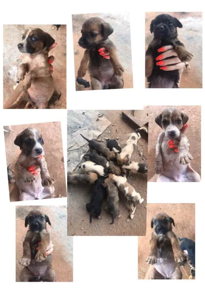 Cachorro raça Sem raça idade Abaixo de 2 meses nome Sem nome 