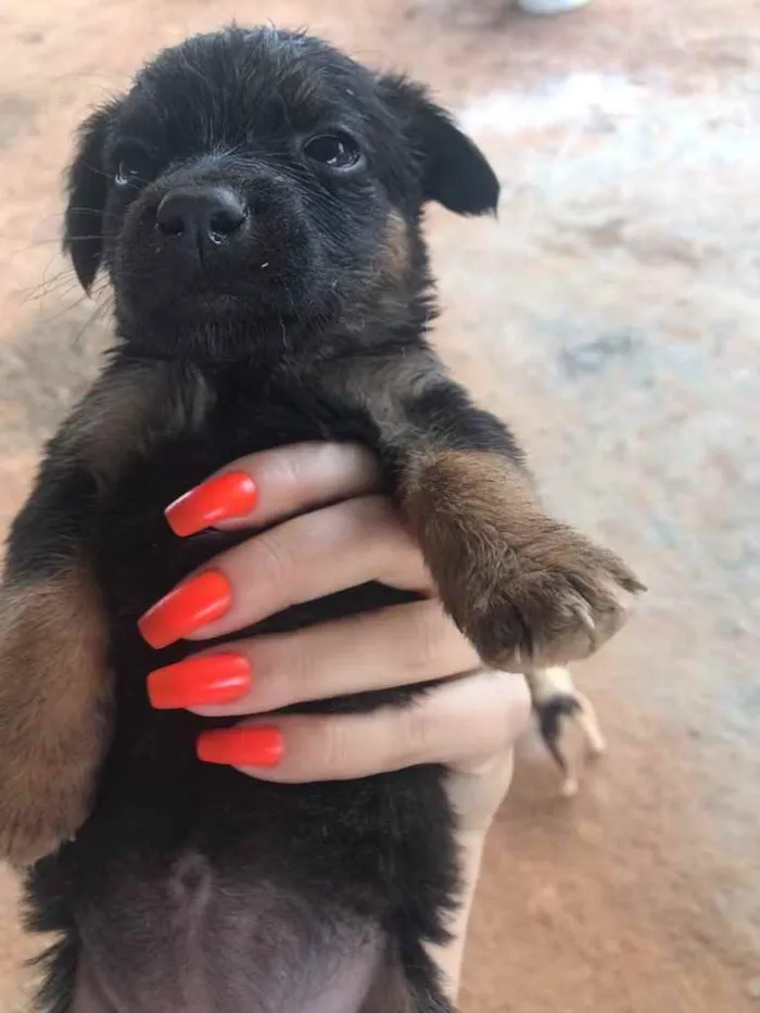 Cachorro raça Sem raça idade Abaixo de 2 meses nome Sem nome 