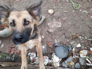 Cachorro raça Pastor alemão capa preta idade 2 a 6 meses nome Juli