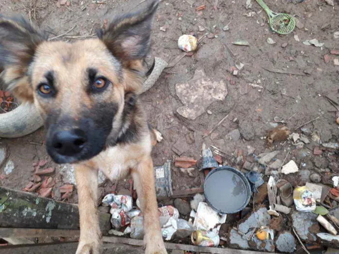 Cachorro ra a Pastor alemão capa preta idade 2 a 6 meses nome Juli