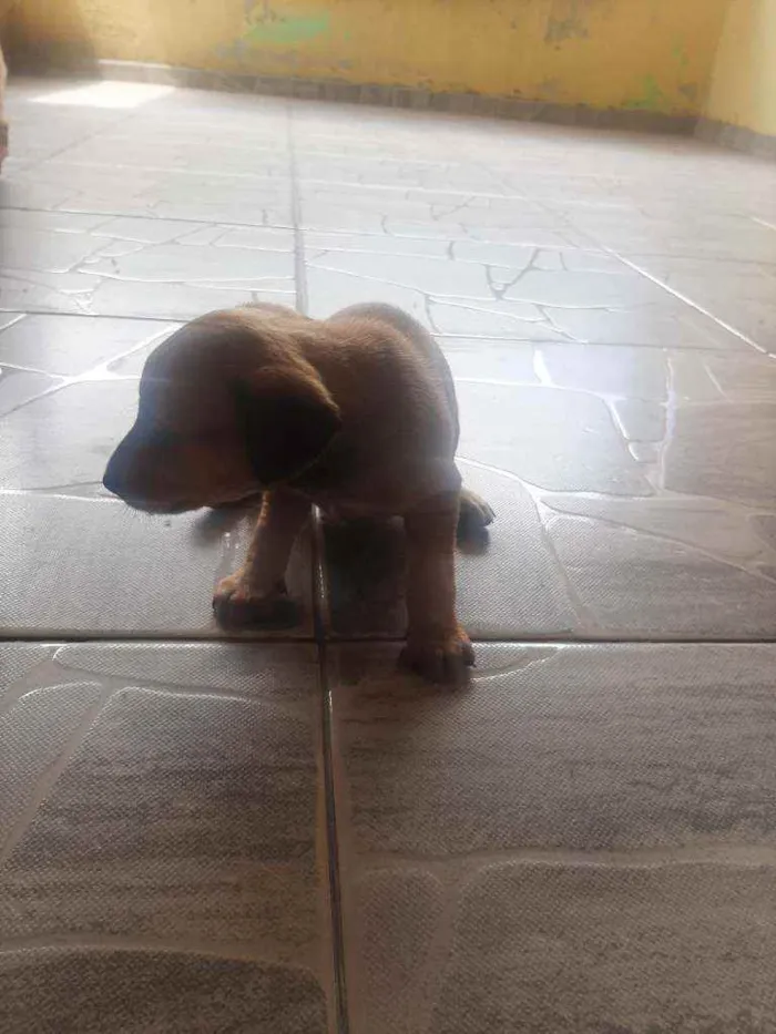 Cachorro ra a Vira lata idade Abaixo de 2 meses nome Sem nome