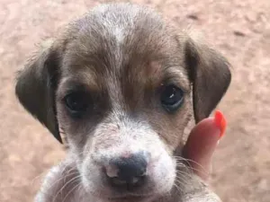 Cachorro raça Sem raça idade Abaixo de 2 meses nome Sem nome 