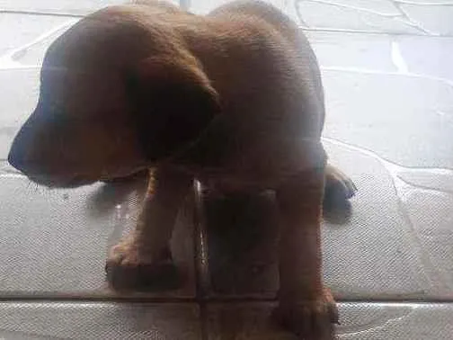 Cachorro ra a Vira lata idade Abaixo de 2 meses nome Sem nome