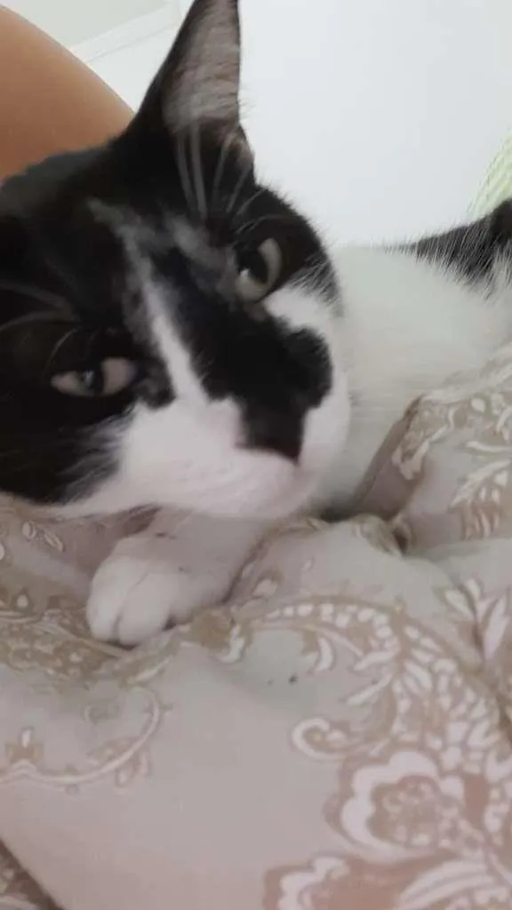 Gato ra a Misto idade 4 anos nome Nico