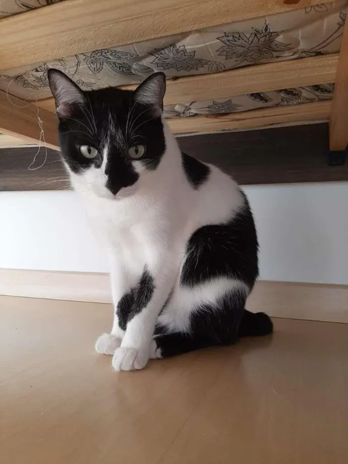 Gato ra a Misto idade 4 anos nome Nico