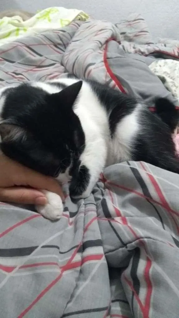 Gato ra a Misto idade 4 anos nome Nico