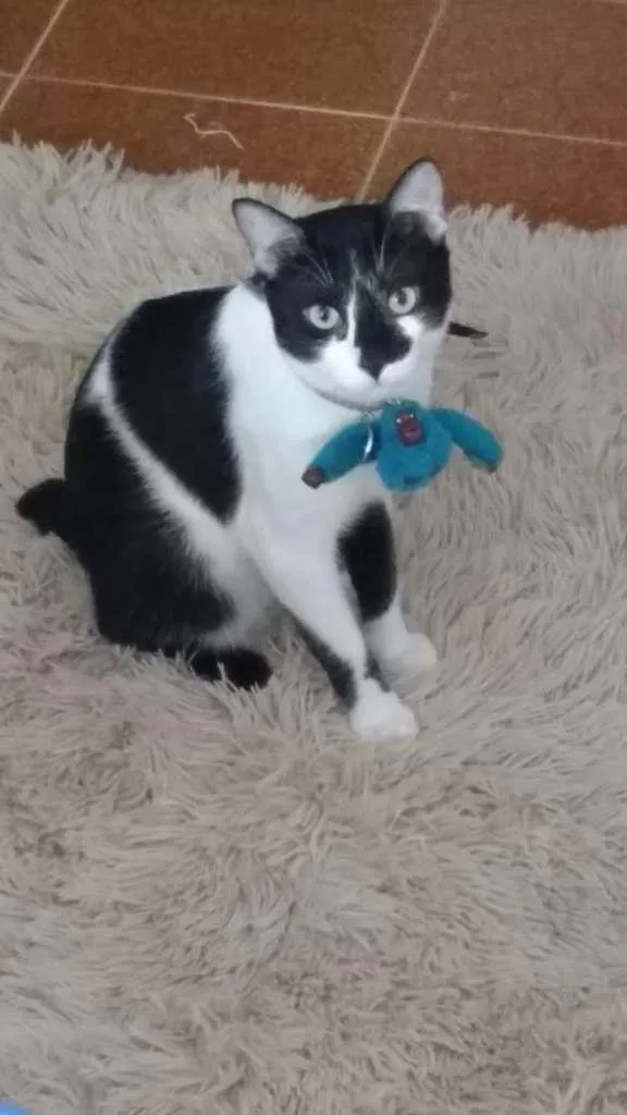 Gato ra a Misto idade 4 anos nome Nico