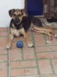 Amora