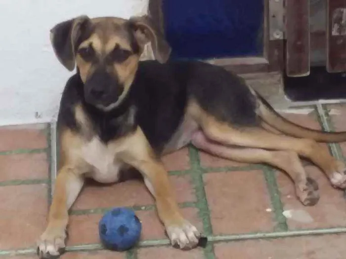 Cachorro ra a Nao definida idade 2 a 6 meses nome Amora