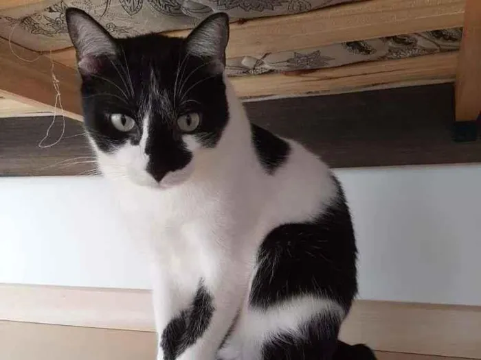 Gato ra a Misto idade 4 anos nome Nico