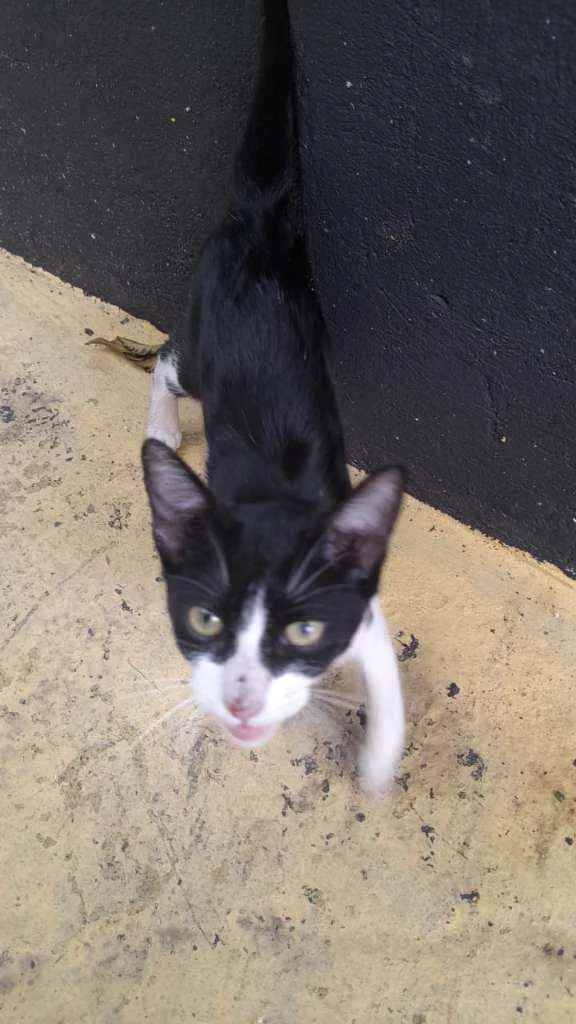 Gato raça De rua idade 2 a 6 meses nome Blissa