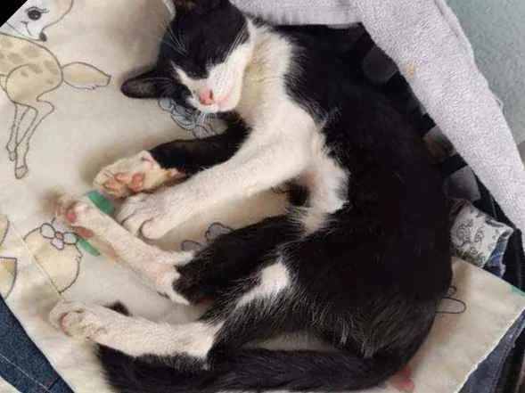 Gato raça De rua idade 2 a 6 meses nome Blissa