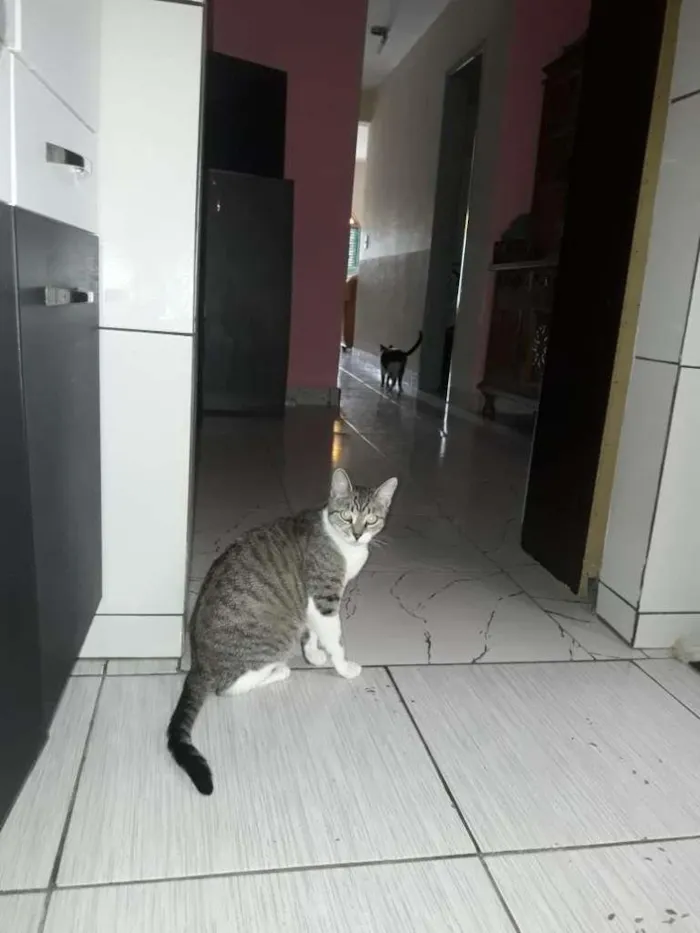 Gato ra a SRD-ViraLata idade 1 ano nome Nana